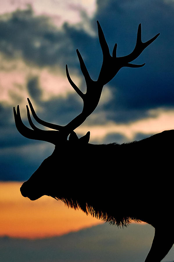 Bull Elk Dusk Silhouette Photograph by Brian Simpson
