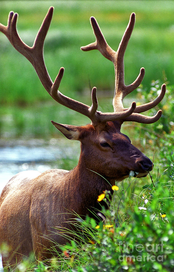 Bull Elk Eating Photograph by Terry Elniski