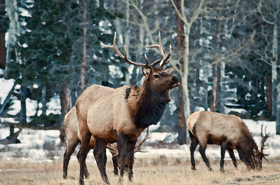 Bull Elk Photograph by Eric Rundle