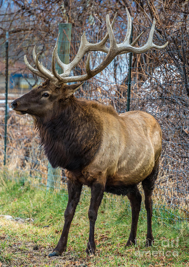 Bull Elk Farm - Utah Photograph by Gary Whitton