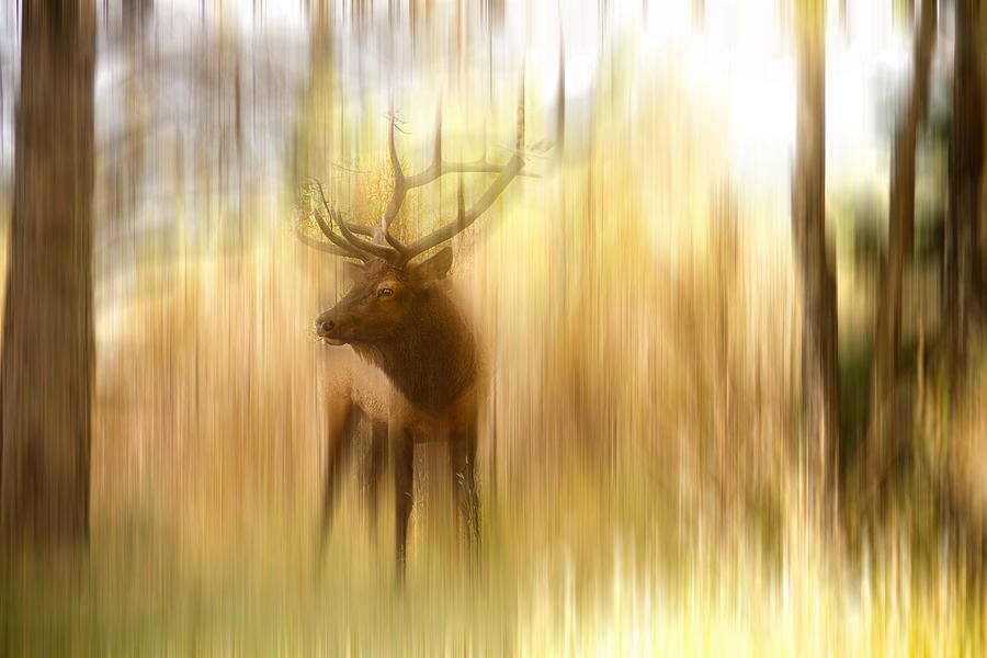 Bull Elk Forest Gazing Photograph by James BO Insogna
