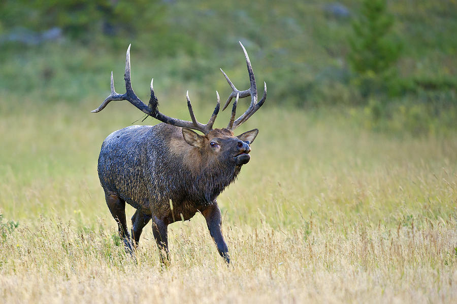 Bull Photograph - Bull Elk Herding  II by Gary Langley