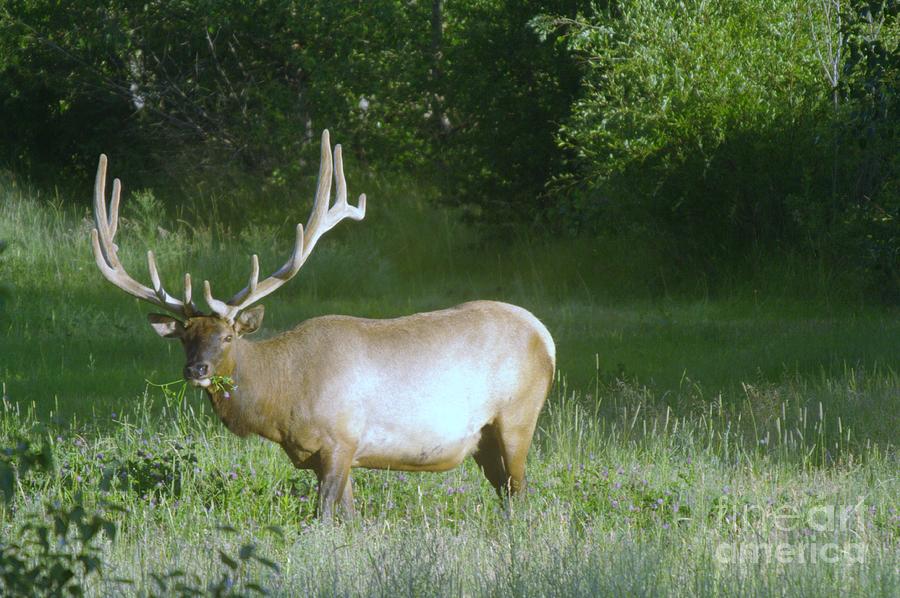 Bull Elk In A Meadow Photograph