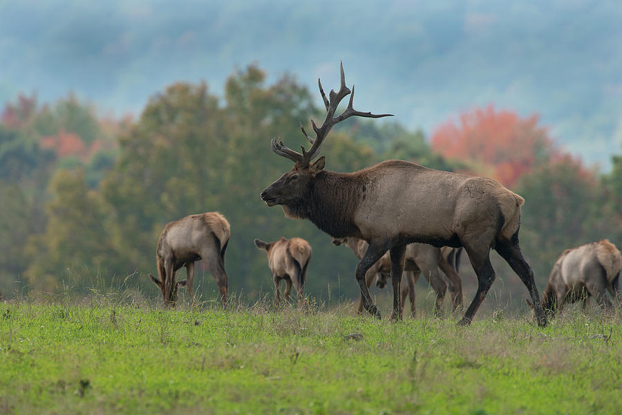 Bull Elk In Fall With His Cows Photograph by Larry Keller, Lititz Pa.