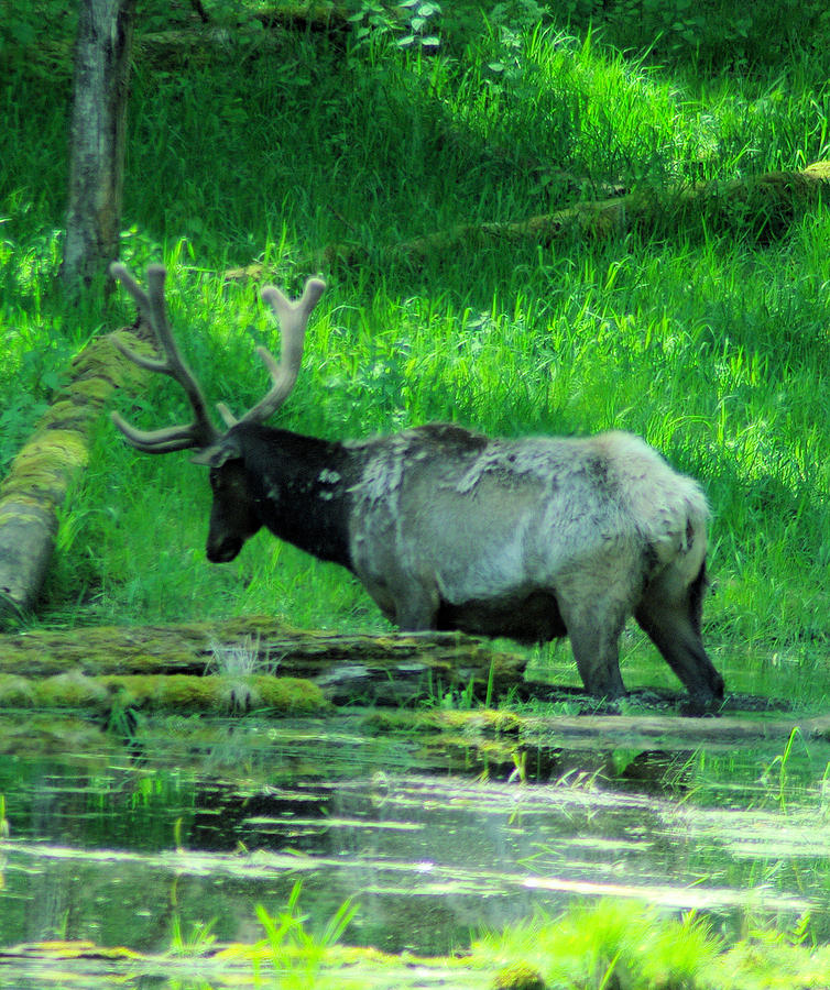 Wildlife Photograph - Bull Elk In Felt by Jeff Swan