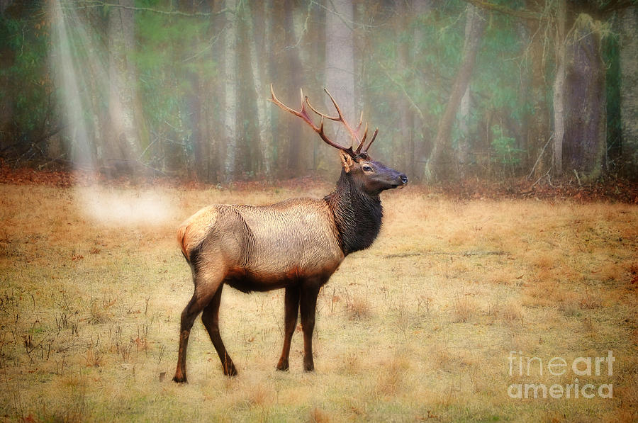 Elk Photograph - Bull elk in field by Dan Friend