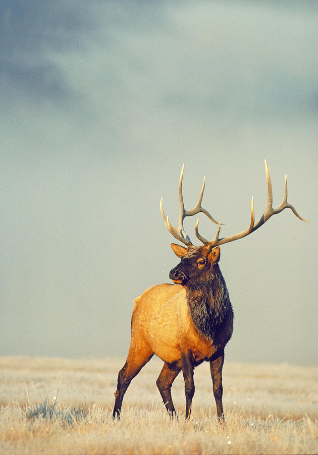 Bull Elk in Fog Photograph by D Robert Franz