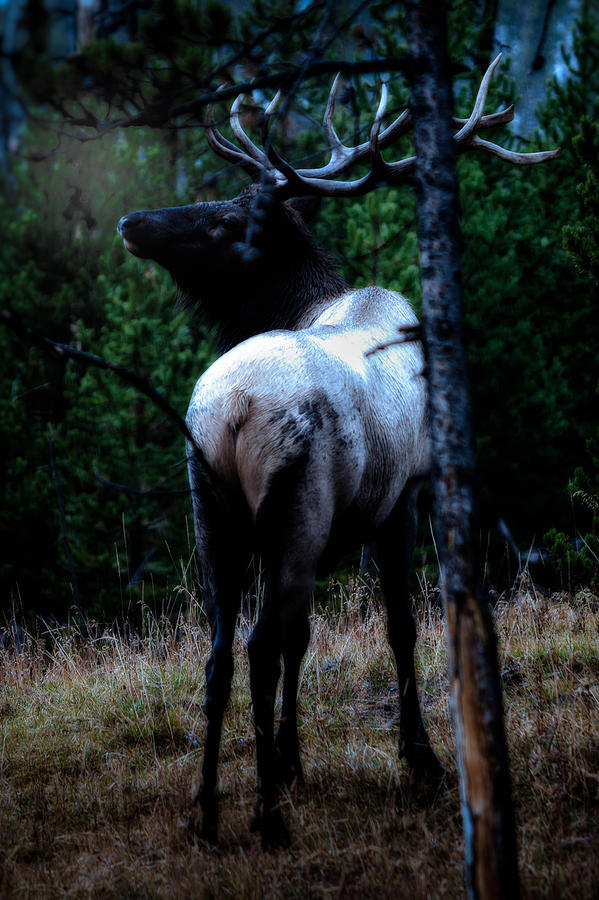 Bull Elk in Moonlight  Photograph by Lars Lentz
