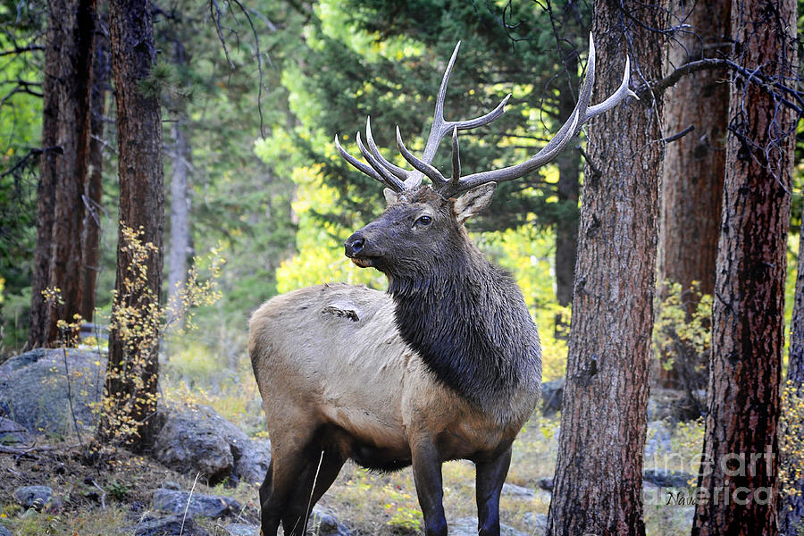 Bull Elk in RMNP Photograph by Nava Thompson