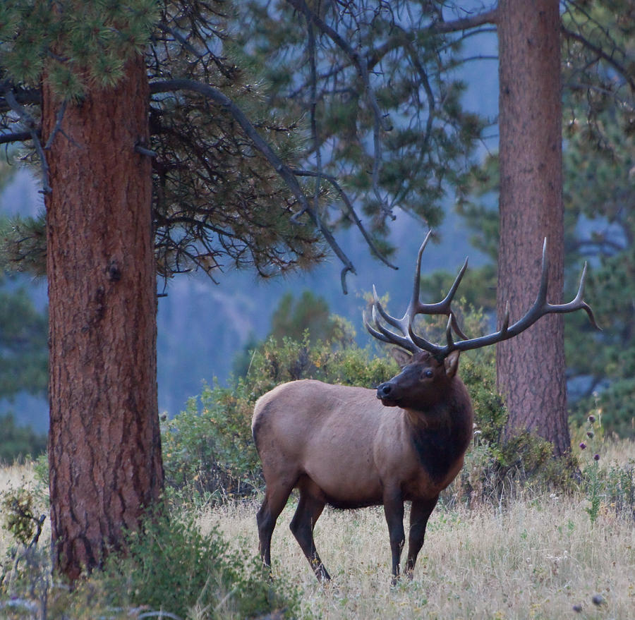Bull Elk in Rocky Mountain National Park Photograph by Natural Focal Point Photography