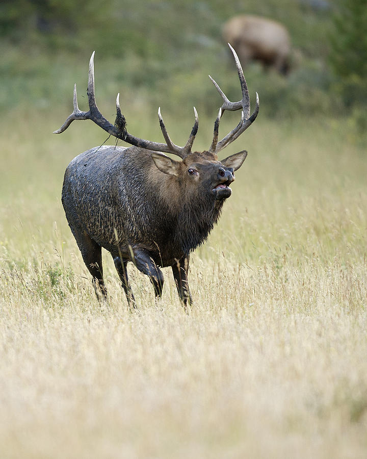 Bull Photograph - Bull Elk in Rut by Gary Langley