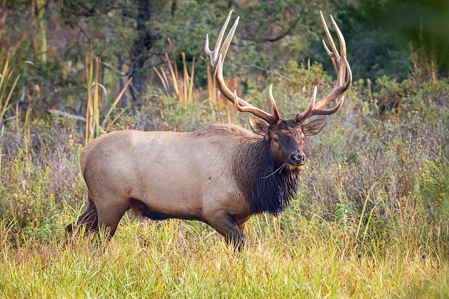 Bull Elk in Rut Photograph by Jack Bell