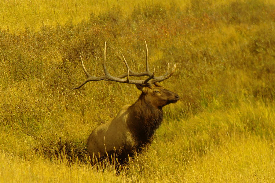 Animal Photograph - Bull Elk In Rut by Jeff Swan