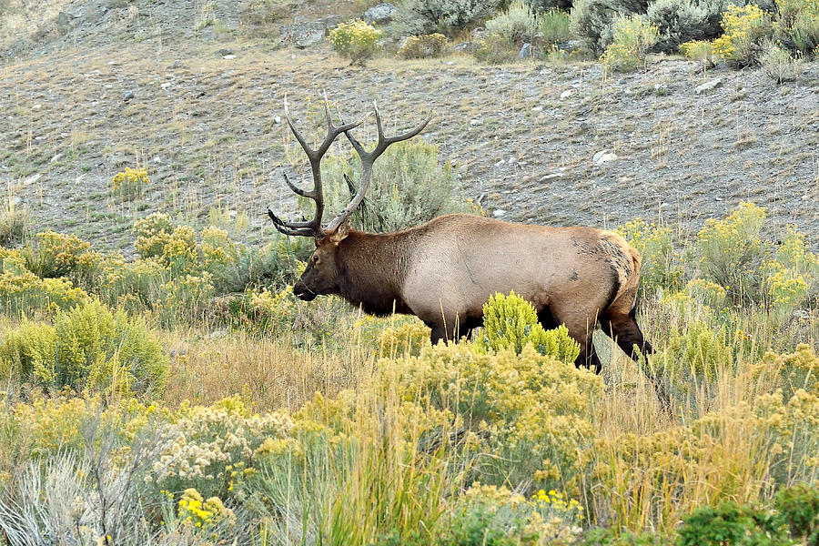 Bull Elk In Rut Photograph by Yeates Photography