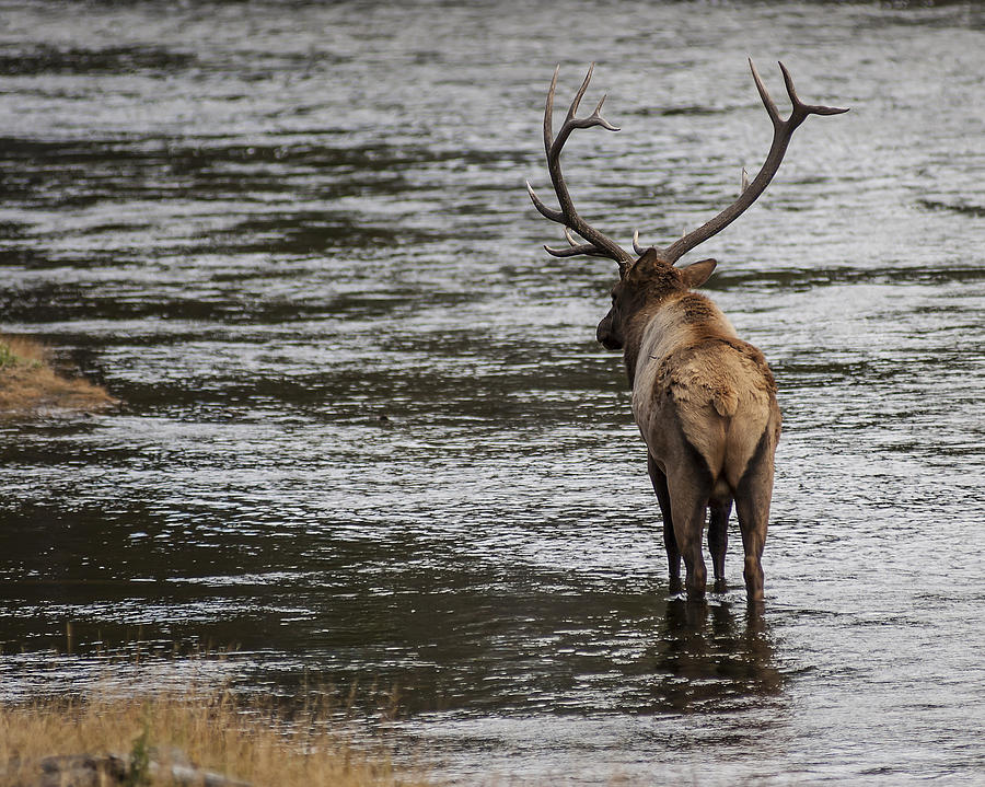 Bull Elk in the Madison River 1 Photograph by Lee Kirchhevel