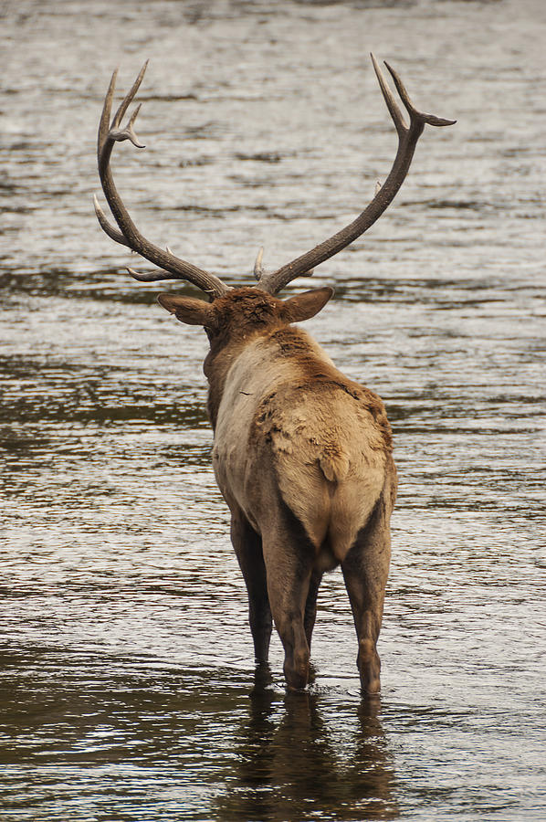 Bull Elk in the Madison River 2 Photograph by Lee Kirchhevel