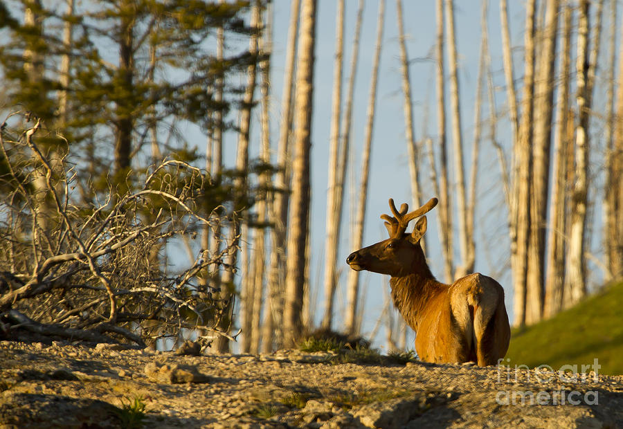 Bull Elk In Velvet   #6939 Photograph by J L Woody Wooden