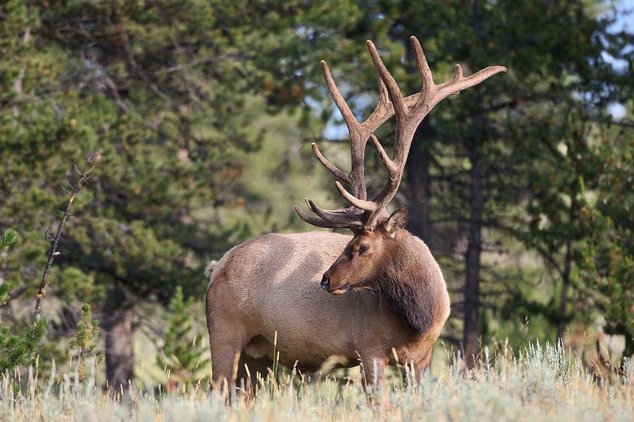 Bull Elk in Velvet Photograph by Christopher Brookhart - Fine Art America