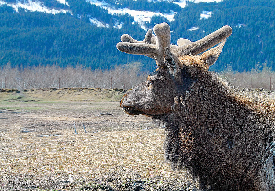 Bull Elk in Velvet Photograph by Dyle   Warren