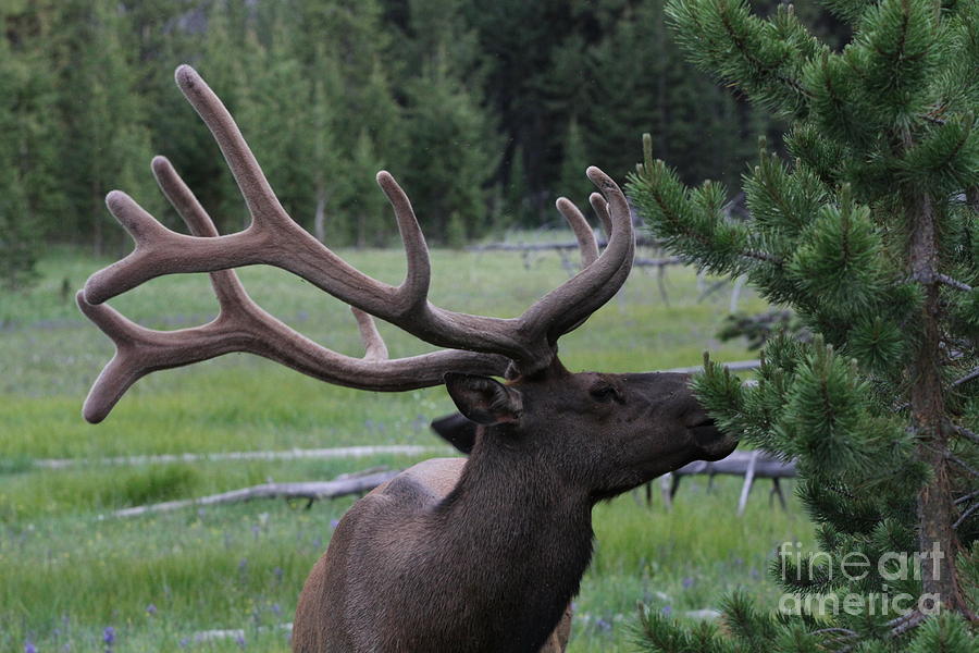 Yellowstone National Park Photograph - Bull Elk in Velvet by Edward R Wisell