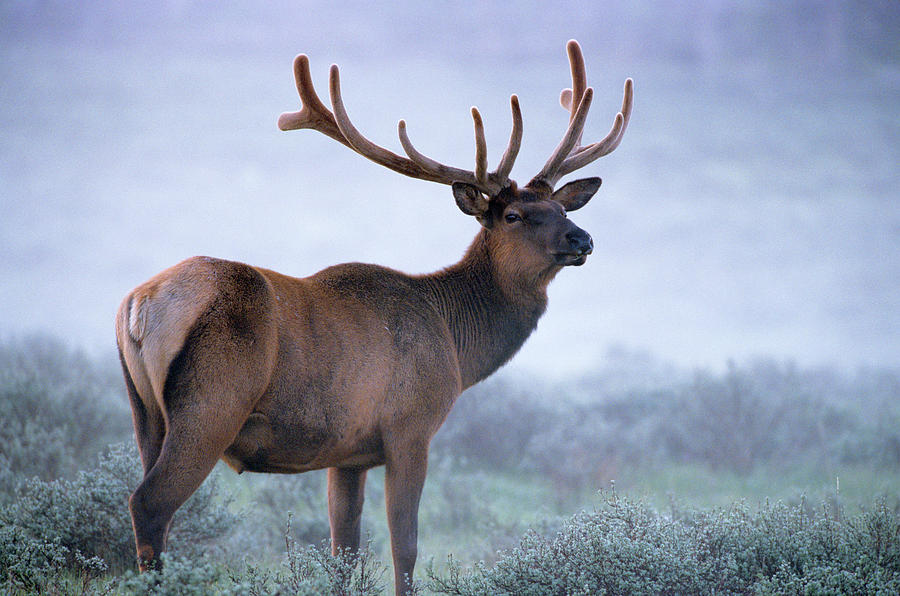 elk animal elk animal