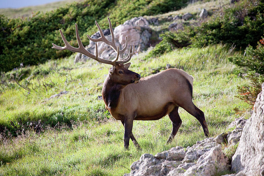 Bull Elk in Velvet Photograph by Jim Garrison
