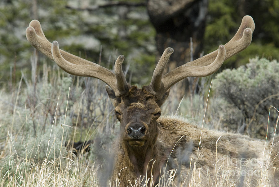Bull Elk In Velvet Photograph by William H. Mullins