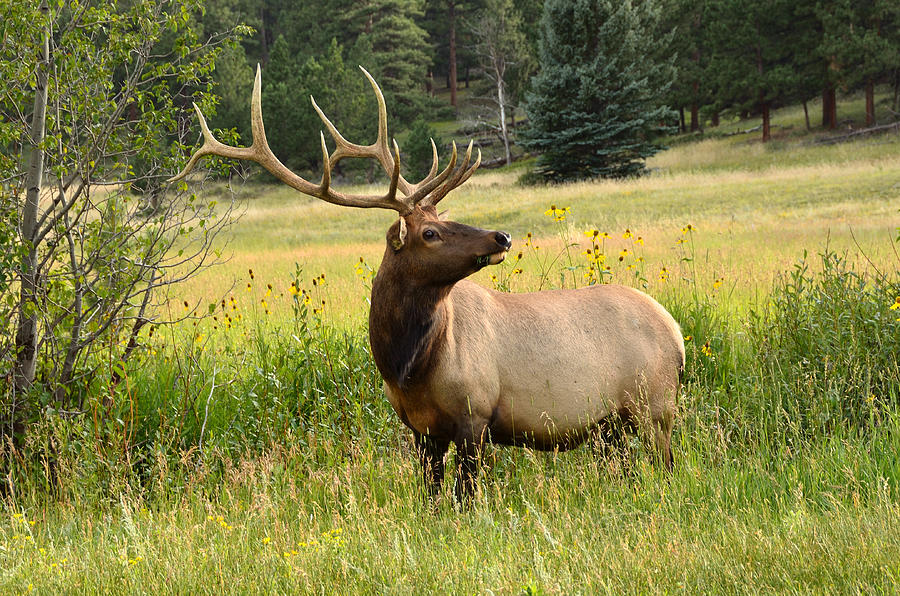 Bull Elk in Wildflowers Photograph by Tranquil Light Photography