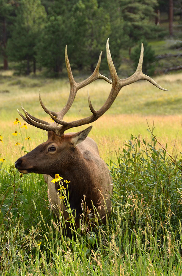 Bull Elk in Wildflowers-V Photograph by Tranquil Light Photography