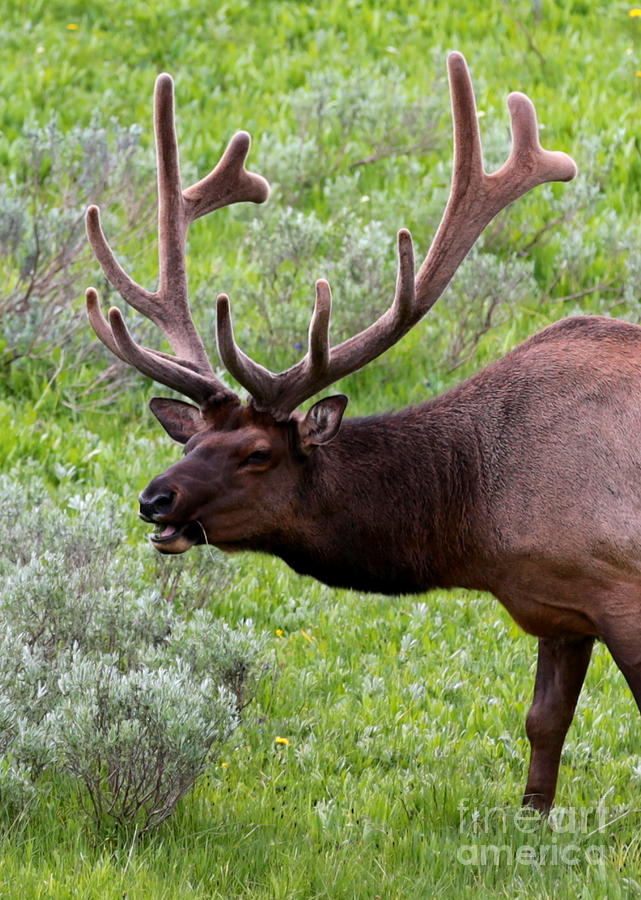 Bull Elk in Yellowstone Photograph by Carol Groenen