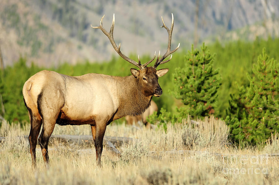 Bull Elk in Yellowstone Photograph by Deby Dixon