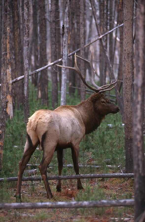Bull Elk In Yellowstone Photograph by Gerald C. Kelley