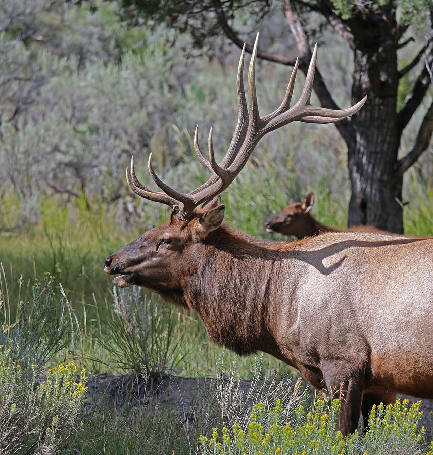 Bull Elk in Yellowstone NP Photograph by Jean Clark