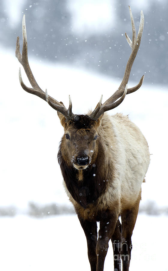 Bull Elk iPhone case Photograph by Deby Dixon