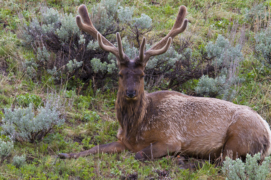 Bull Elk Photograph by Jack R Perry