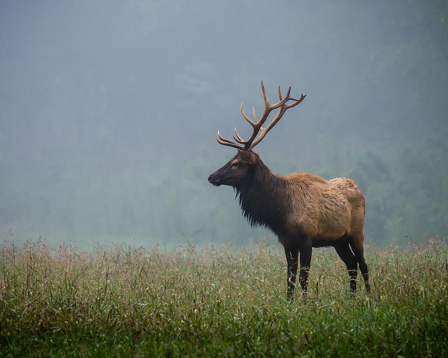 Bull Elk Photograph by James Barber