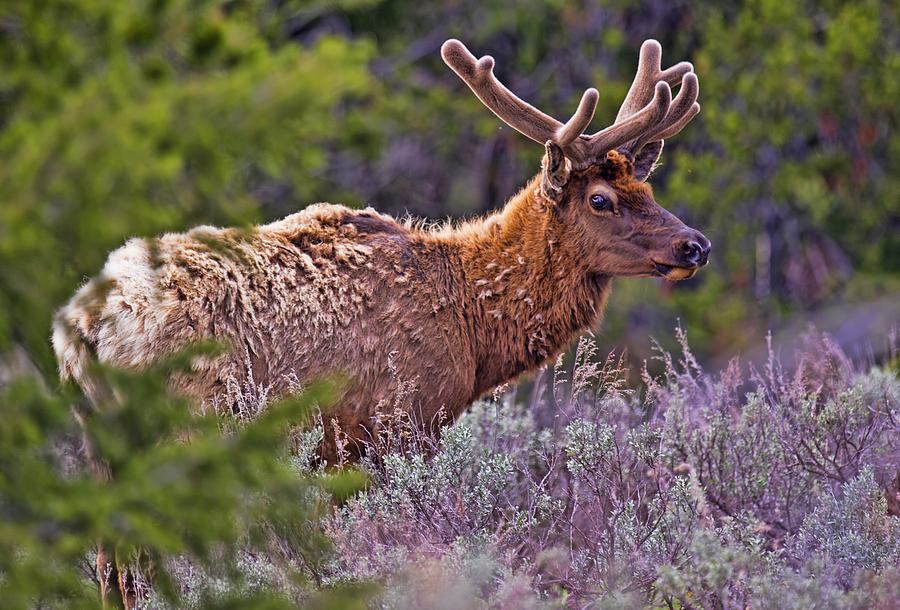 Bull Elk Photograph by Jim Boardman