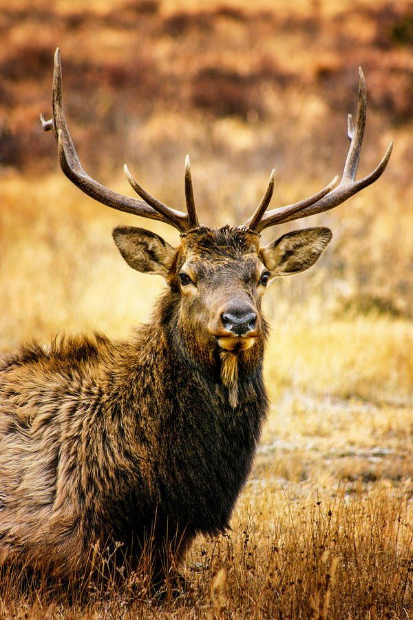 Bull Elk Photograph by Juli Ellen