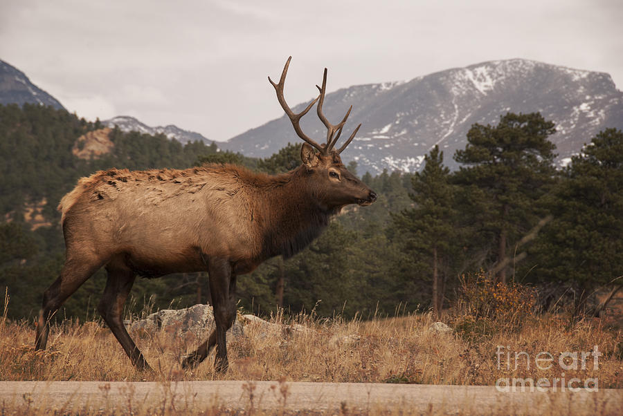 Bull Elk Photograph by Juli Scalzi