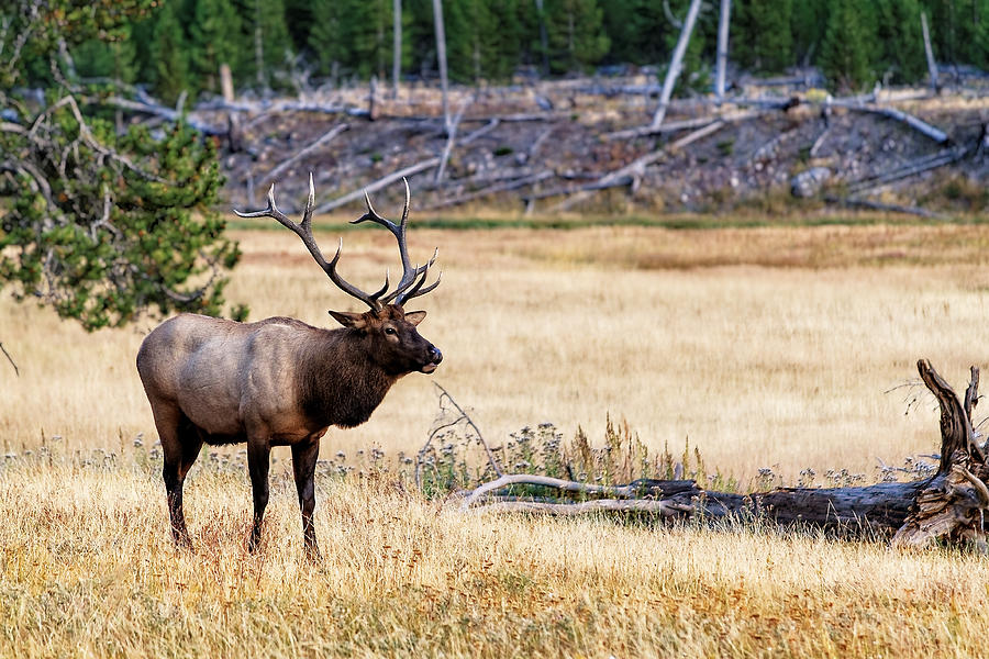 Bull Elk Photograph by Lars Lentz