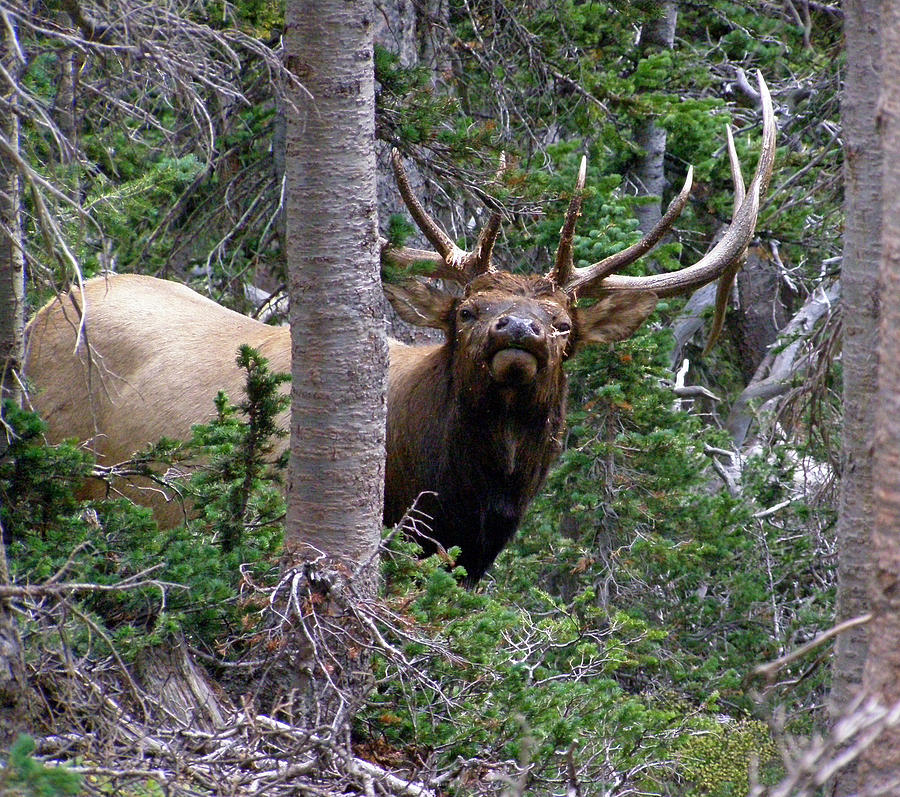 Bull elk looking at me Photograph by Thomas Samida