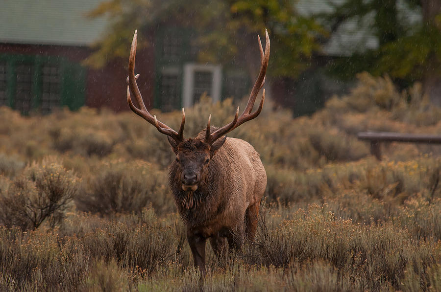 Bull Elk Mammoth Hot Springs Photograph by Brenda Jacobs