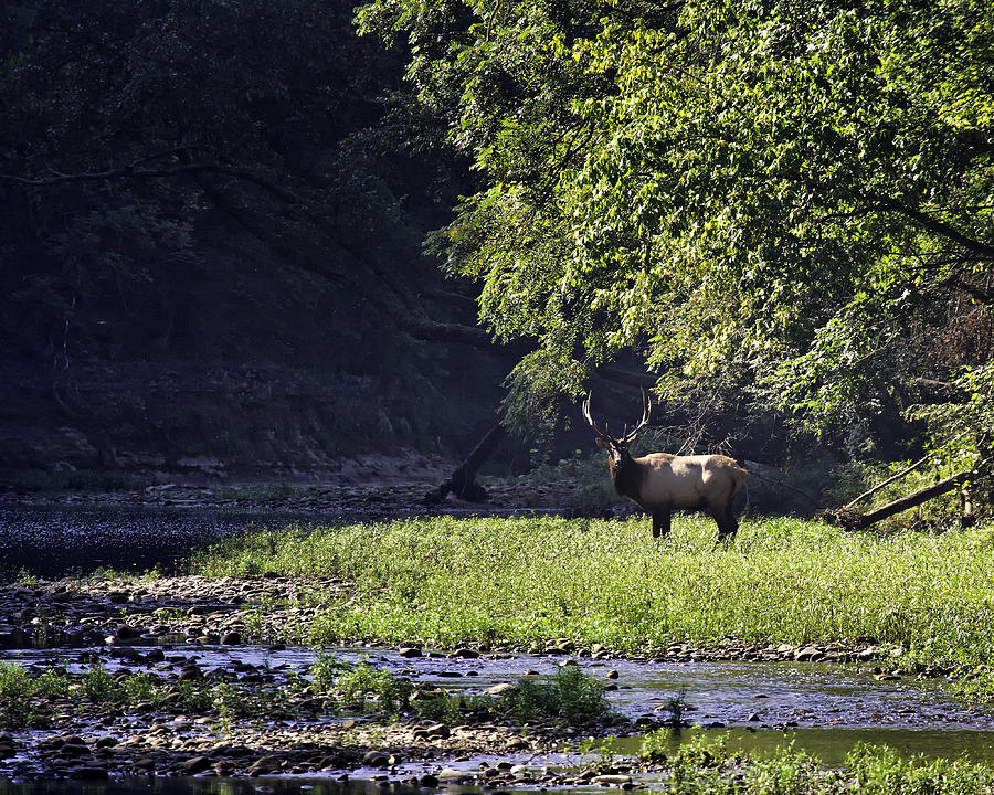 Bull Elk Near Ponca Access Photograph by Michael Dougherty