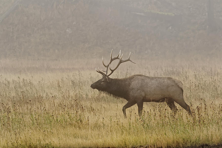 Adam Jones Photograph - Bull Elk On Foggy Morning Along Madison by Adam Jones Adam Jones Photograph - Bull Elk On Foggy Morning Along Madison by Adam Jones