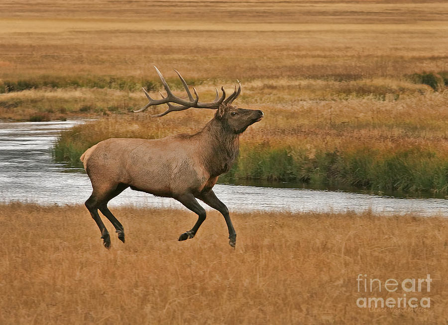 Bull Elk On The Move Photograph by Clare VanderVeen