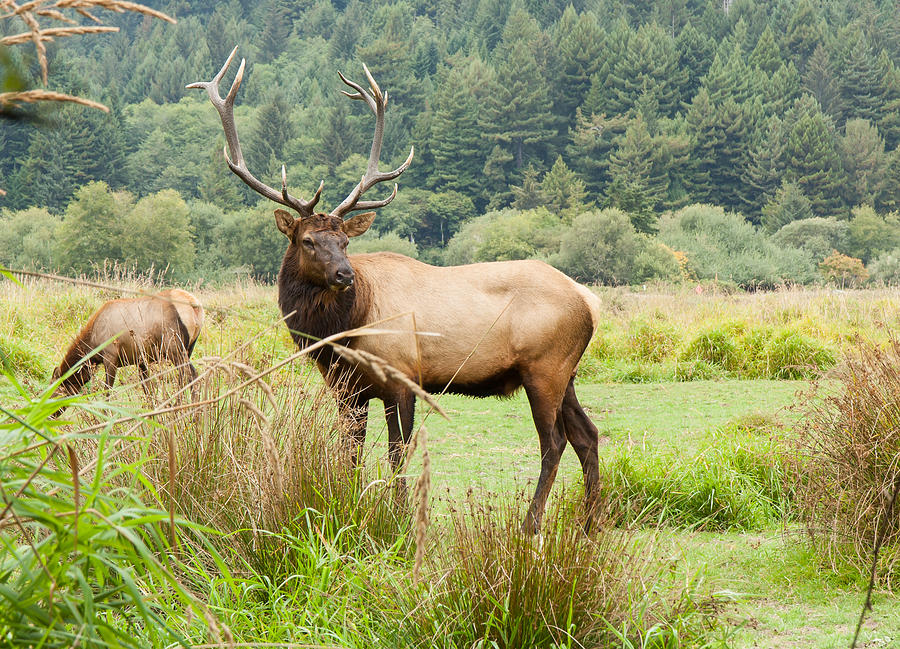 Bull Elk on Watch Photograph by John M Bailey