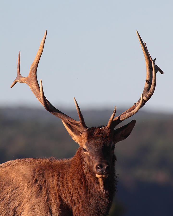 Nature Photograph - Bull Elk Portrait by Bruce J Robinson