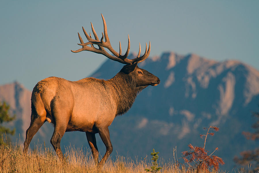 Bull Elk Posing Photograph by Gordon Cooke - Fine Art America