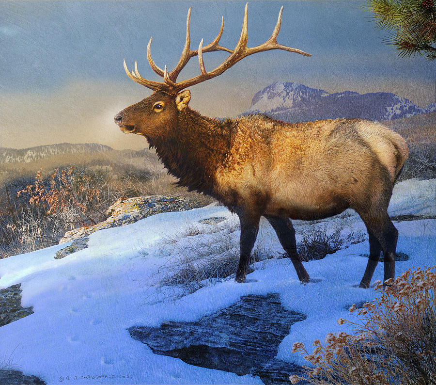 Bull Elk Painting By R Christopher Vest Pixels