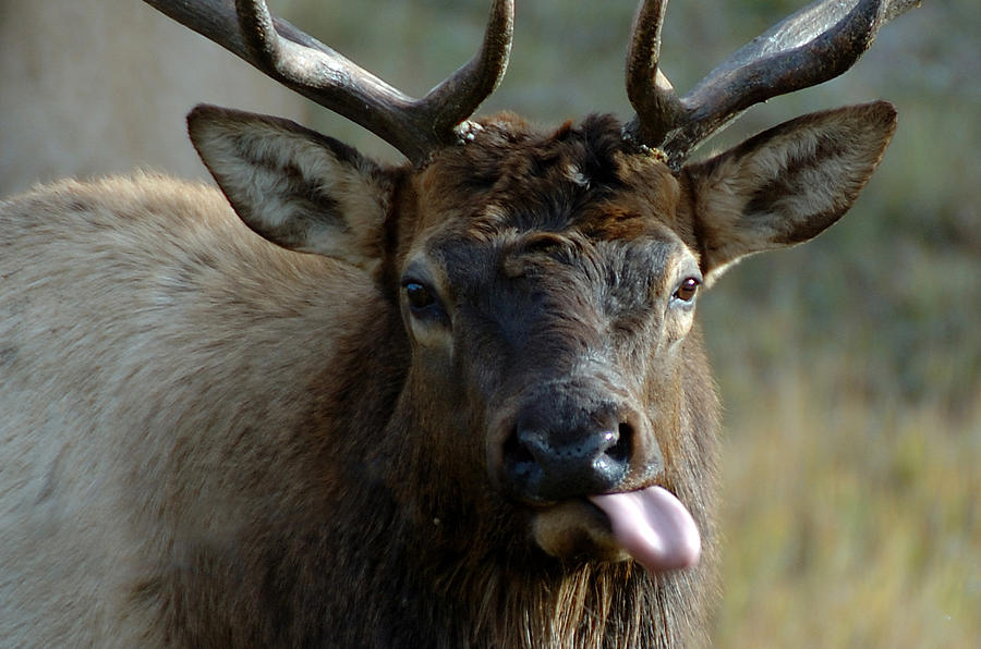 Bull Elk Raspberries Photograph by Lee Kirchhevel